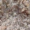 Arthonia pruinata